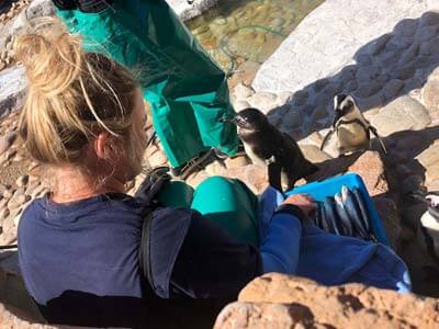 Volontario per il Penguin and Marine Bird Rescue Center