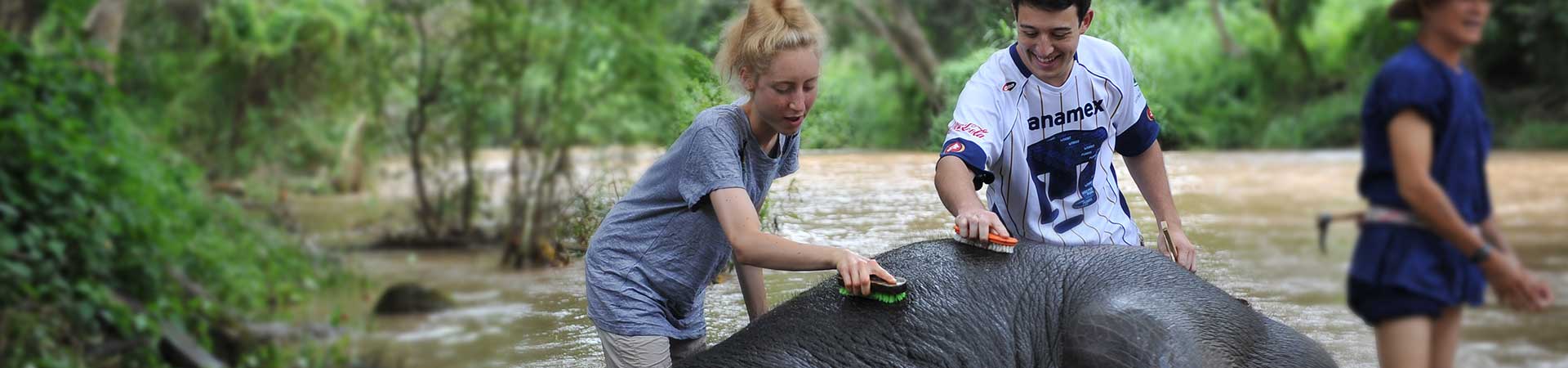 Volunteer with Elephants in Thailand - Chiang Mai