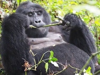 trekking dei gorilla