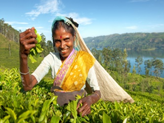 Viaje e descubra jardins de chá em Nuwara Eliya